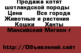 Продажа котят шотландской породы › Цена ­ - - Все города Животные и растения » Кошки   . Ханты-Мансийский,Мегион г.